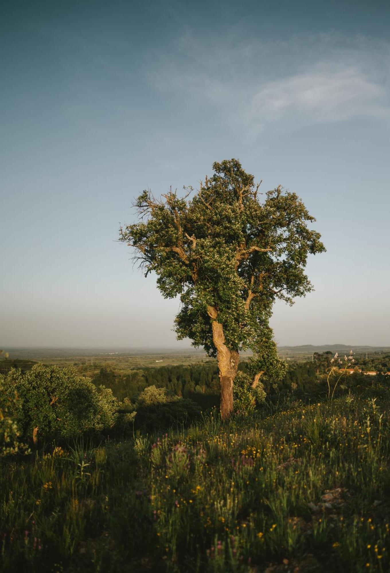 The One - Country House Grândola Екстериор снимка